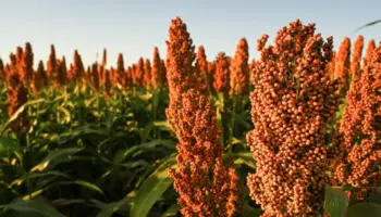 Nominees sought for United Sorghum Checkoff Program Board