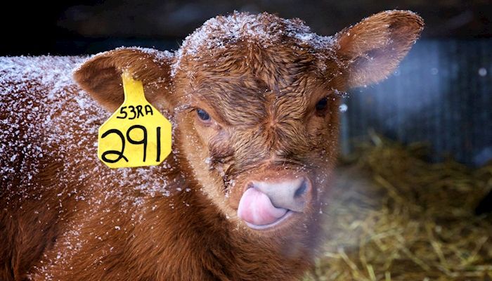 West River Reporting Favorable Weather, Low Disease Pressure for Calving