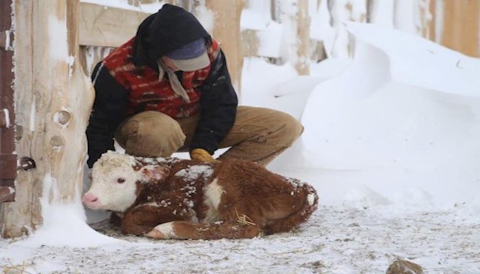 Rescued Baby Calf Photo Wins Annual Photo Contest