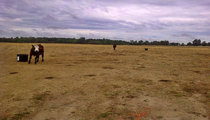 South Dakota Farm Bureau Applauds USDA's Decision to Open More Land for Emergency Haying and Grazing