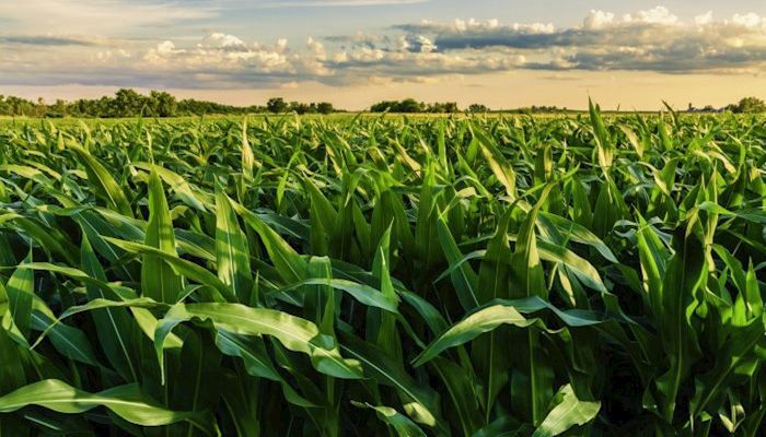 Resources Available for Syngenta Lawsuit