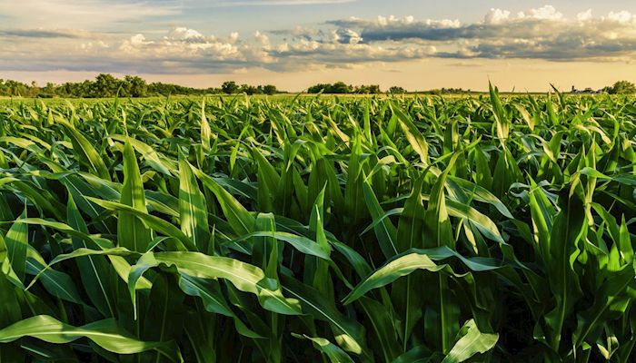 South Dakota Farm Bureau Applauds the Decision to Move up Cover Crop Harvest Date