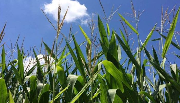Crop Marketing in Uncertain Times - Outlook and Educational Webinar by  INTL FCStone