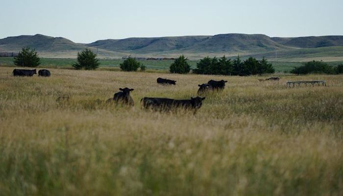 State of the Livestock Industry topic of next Zoom Call from SDFB