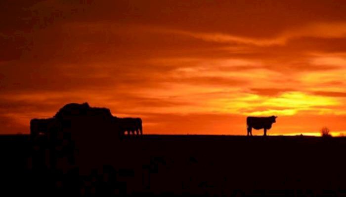 ‘Trailer to Table’ Expert to Speak on Livestock Industry on Zoom Call Tonight