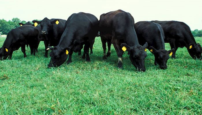 TONIGHT Sen. Mike Rounds will Discuss Cattle Markets on Webex Call