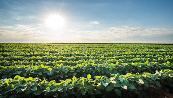 Recent Decision on Dicamba Labels Generates Concern