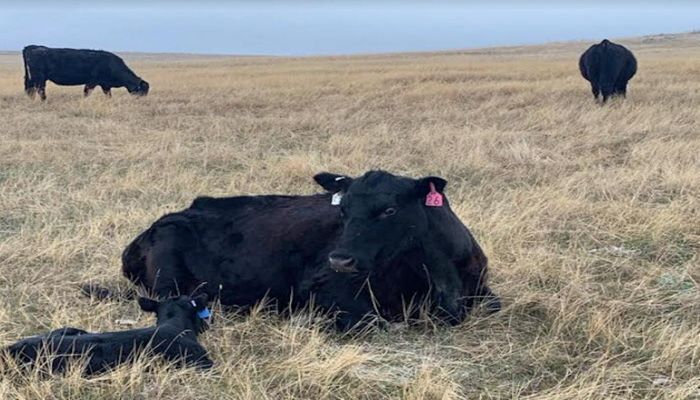 Benefits of May Calving First Stop for 2024  SDFB Summer Event Series 