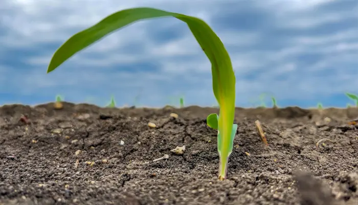 Young corn plant