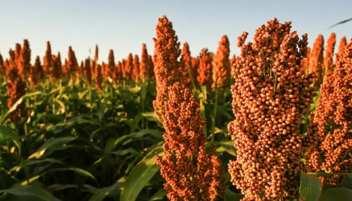 Nominees sought for United Sorghum Checkoff Program Board