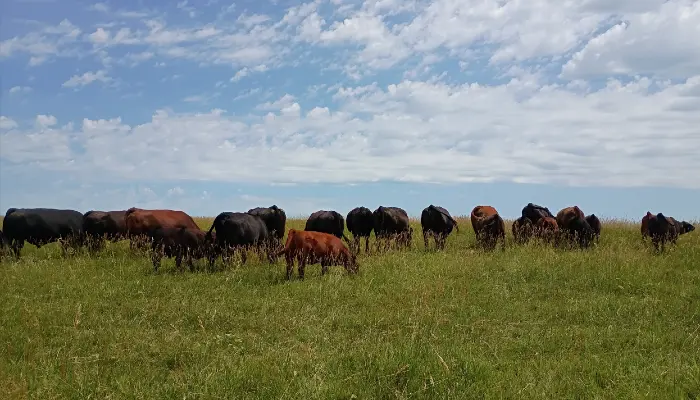 Cattle grazing
