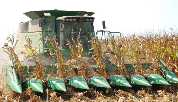 Combine harvesting a corn field